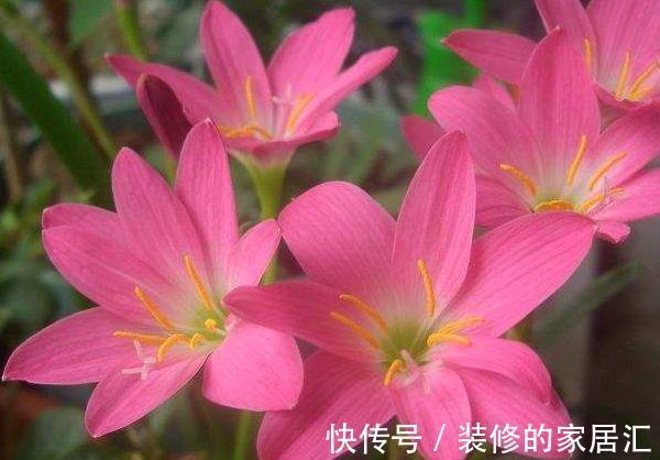 家养|从9月14日开始,家养此款花卉,花开芳香四溢,形态优雅精致