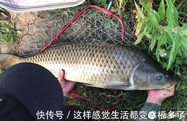 鱼儿们|窝里有鱼不咬钩?可能这5个地方有问题,钓鱼时不妨排查一下