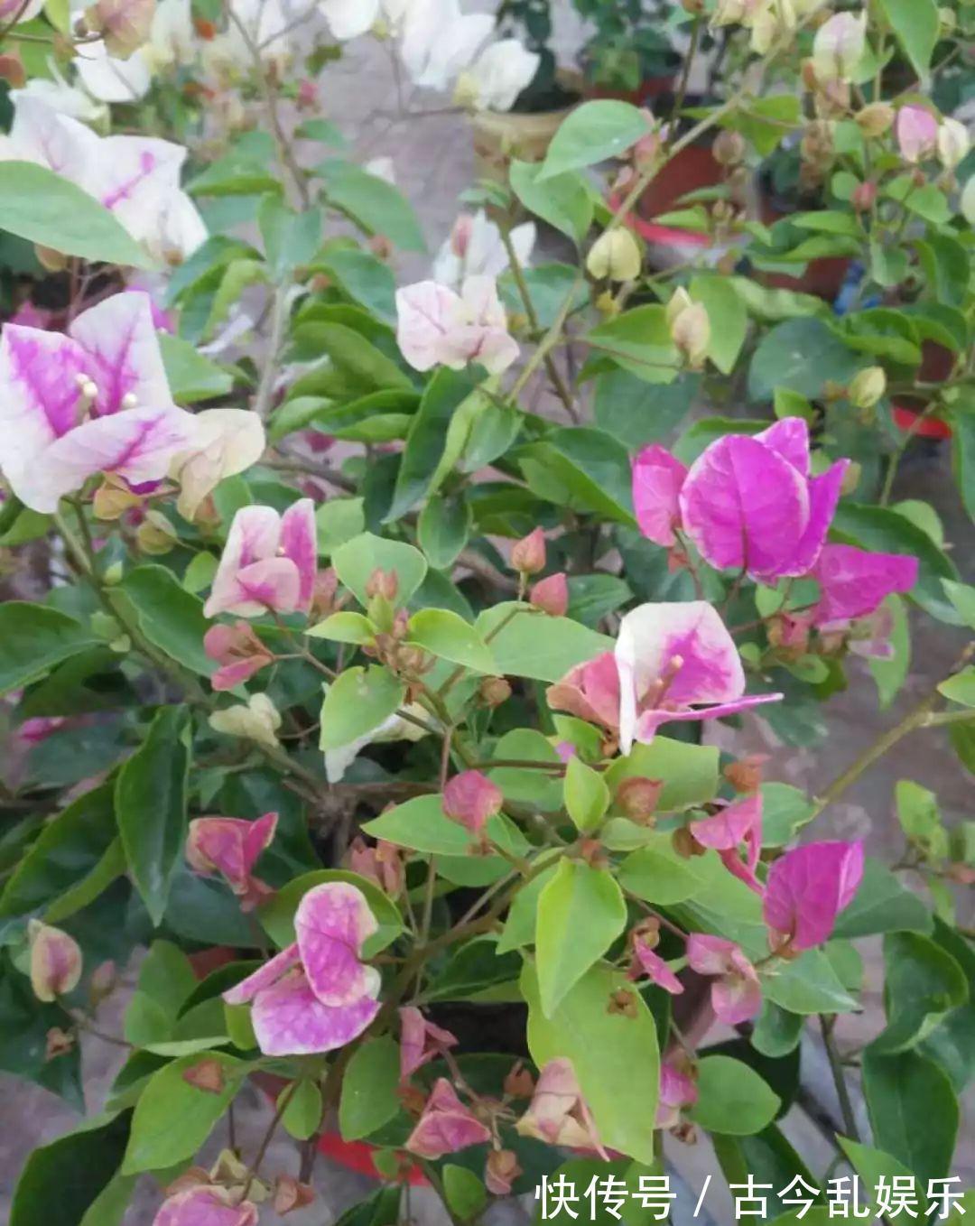 养花技巧:8种情况不能施肥,跟毒药一样,浇完花就玩完了