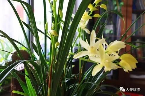 看看小编的兰花