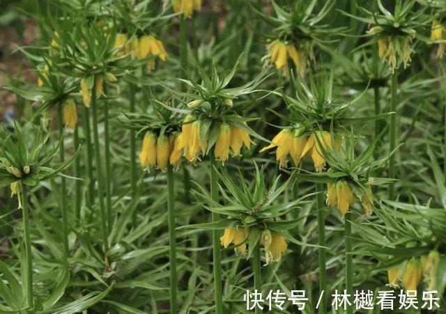 植株|在山谷,看到1种“杂草”请珍惜,它价值高,“1千元”1斤,珍贵