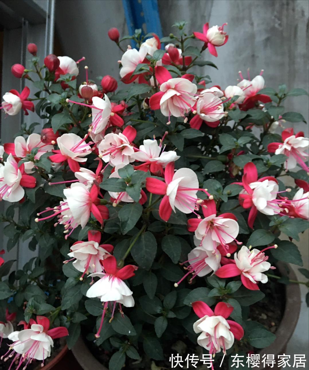 枝条|5种“休眠花”秋天都醒了，赶紧施肥修剪，下一轮开花更劲爆