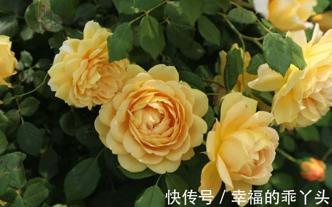 最值得入手的月季,黄金庆典