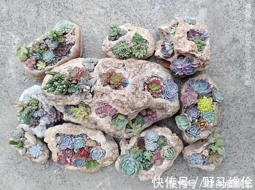 el多肉的花样养法，7种花盆全是自己造的，省钱又好用！