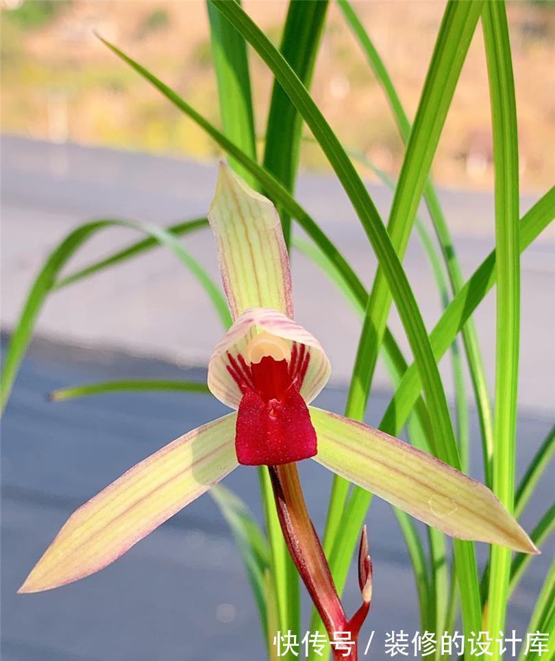 国色天香滇红素 从乡村野草到如今备受瞩目 无需春化还好养 粉紫色 国色天香滇红素 从乡村野草到如今备受瞩目 无需春化还好养 粉紫色