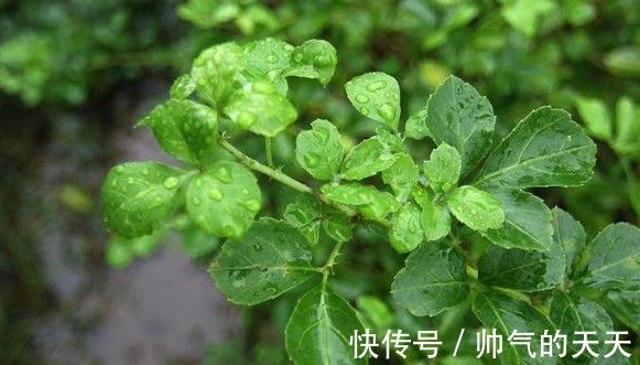 水芹羊肉饺|这几种猪都不理会的东西,城里人却当做“宝”,营养价值极高!