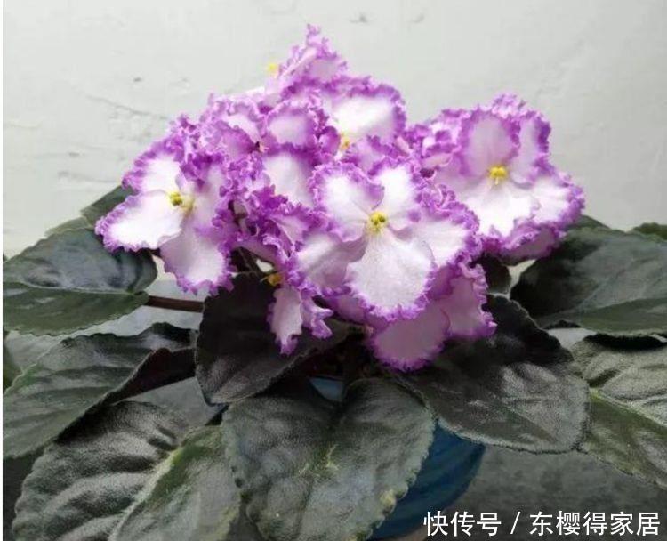 几款花卉,好养又漂亮,养在家里超合适,颜值超高的