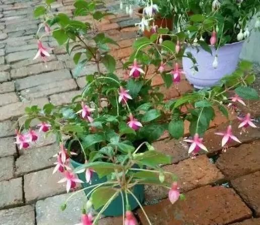 姬小菊|5种花,趁现在“赶紧扦插”,生根快,长得快,一个月就开花