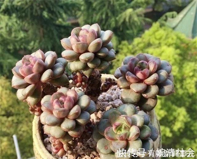 她用2年时间 把多肉养成 悬崖老桩 总结了3个实用方法 粉紫色 她用2年时间 把多肉养成 悬崖老桩 总结了3个实用方法 粉紫色
