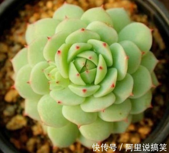 技巧|精挑细选32种多肉植物，1分钟掌握养护技巧，非常实用