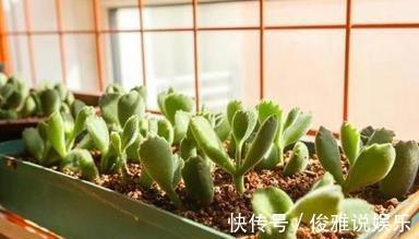 熊童子扦插很“另类”，取1枝变10盆，立马变成熊森林