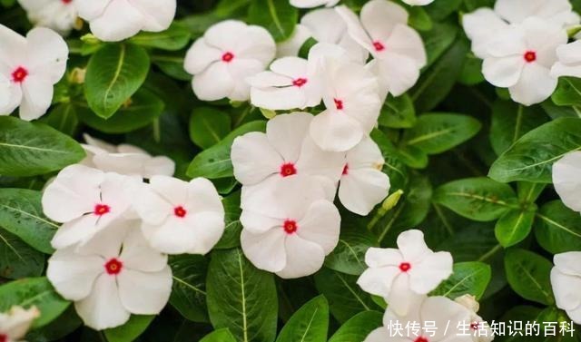 想省心就养这些花,没有病虫害,就爱开花!想省心就养这些花,没有病虫害,就爱开花!