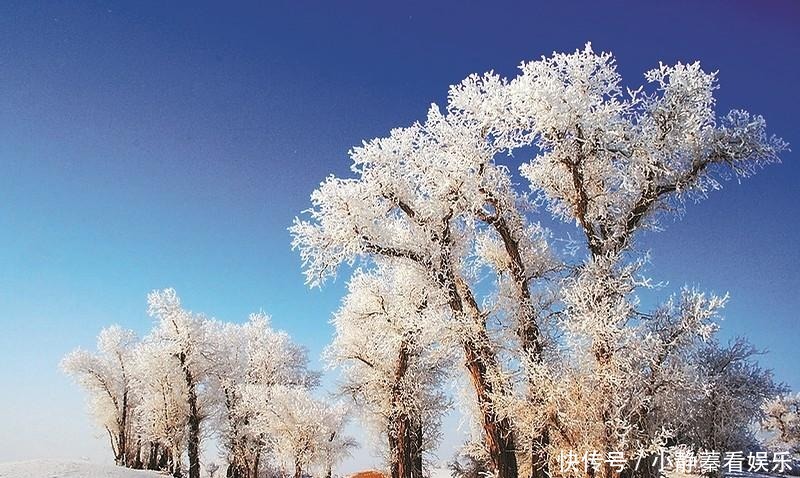 冬季塔里木胡杨，傲雪凌霜，胜似仙境！