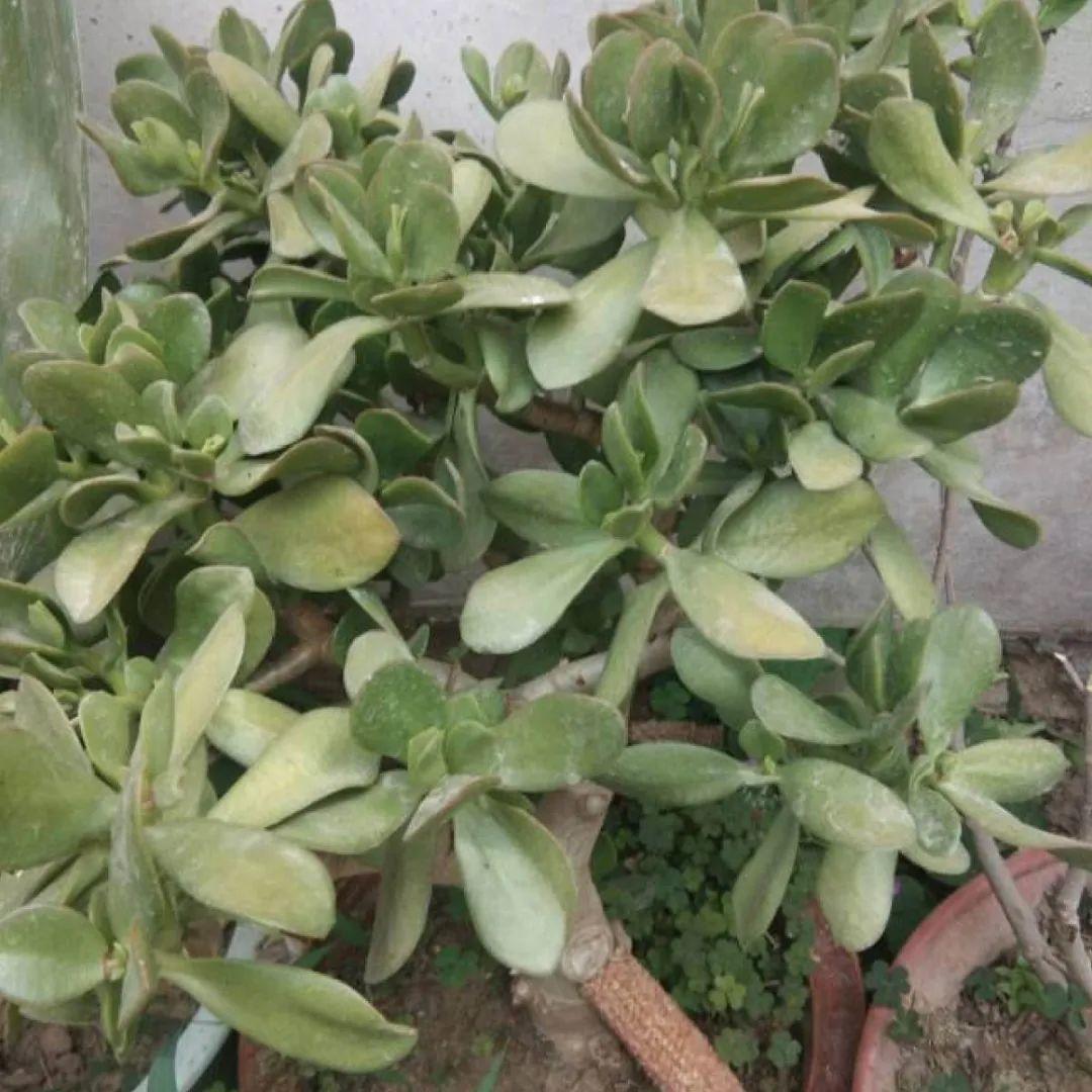 叶子|20种花，天凉了赶紧剪，来年开花有多又艳！