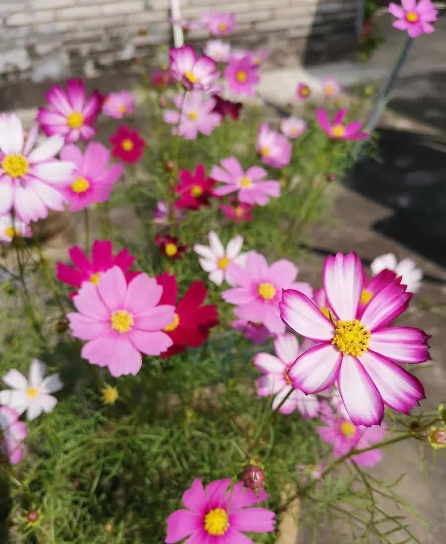 养3种简单的花,便宜好看,一开一大片,家里变得越来越美