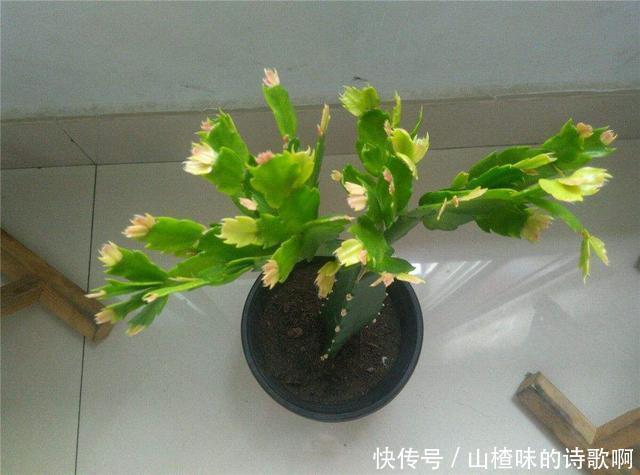 蟹爪兰新叶少很可能一件事没做好,赶紧补救还来得及!