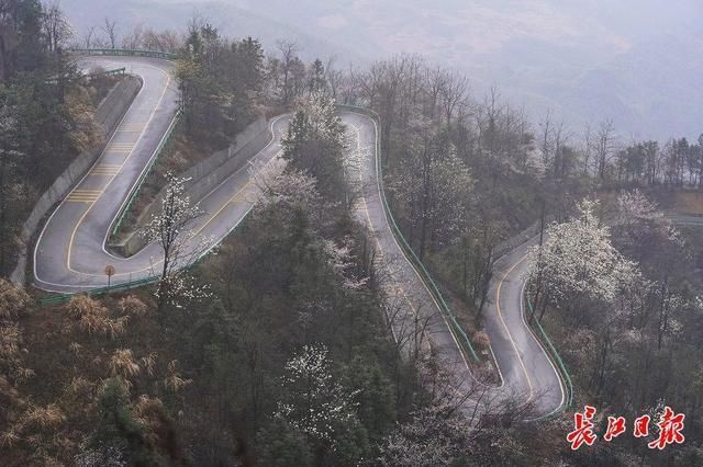 遮天蔽日的山樱花｜图集