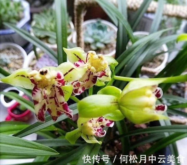 兰香|拜拜了桂花,此建兰被誉为“活香水”,家中摆一盆,轻松香飘满屋!