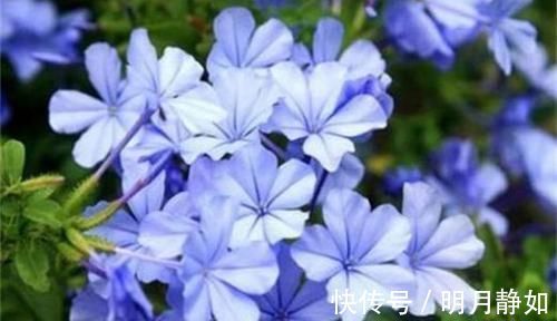 4种花颜值超高,漂亮似牡丹,四季有花开,香气怡人,是盆栽佳品