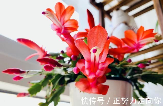 病虫害|蟹爪兰开花后,赶紧做5件事,又会开成“大花球”