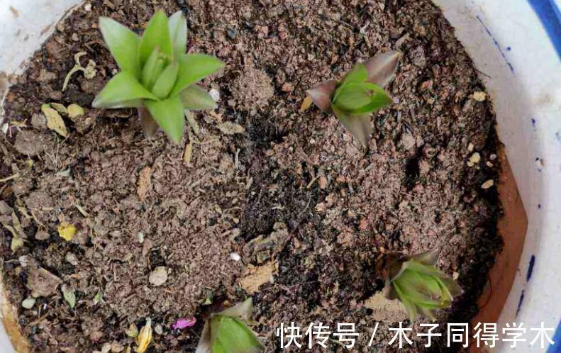 株苗|养花催花用这种“水”,株苗2周就冒花,开花又多又美,密如麻
