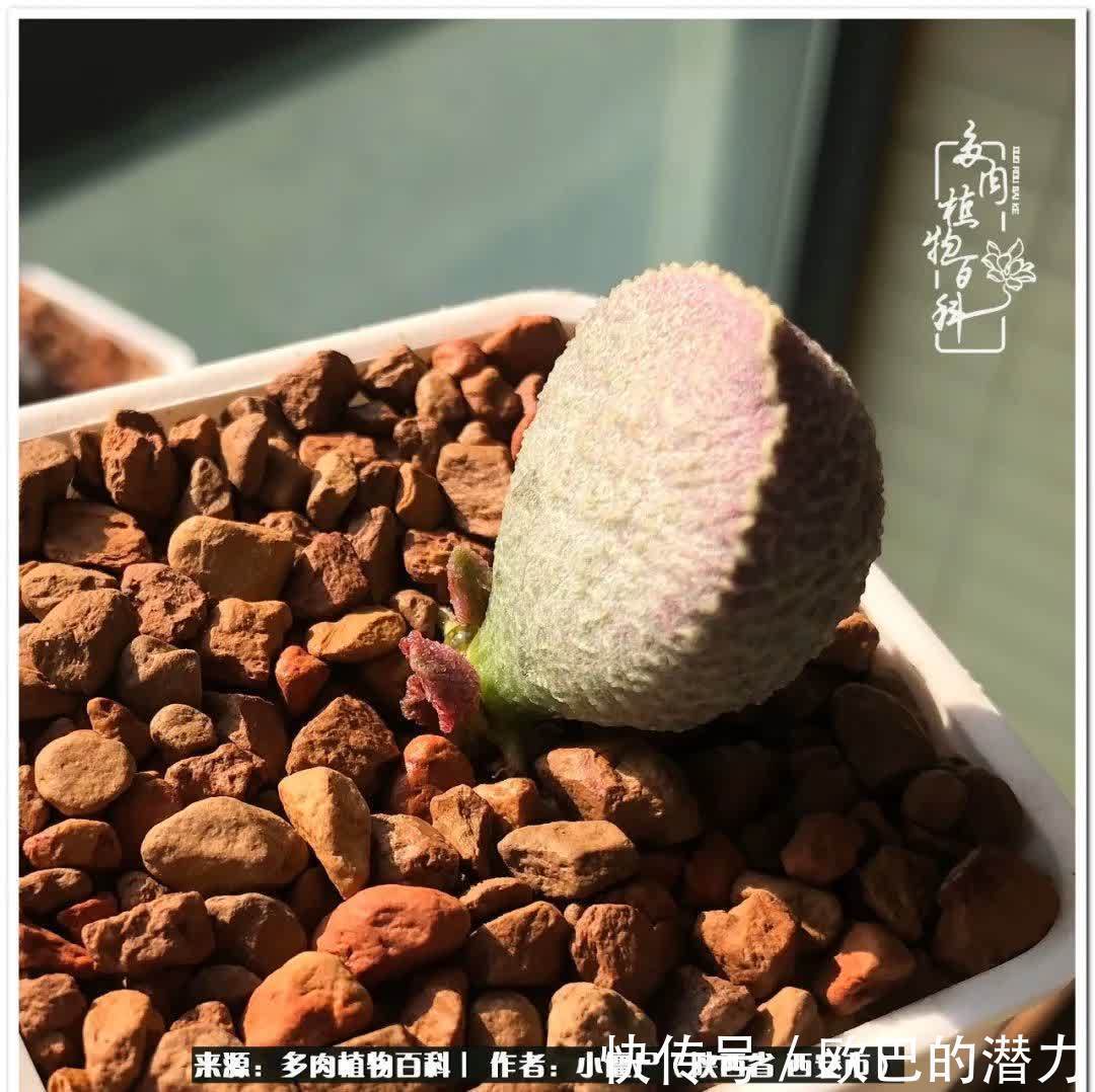 种植|从景天到水泡和肉锥，那些年阳台种植多肉的历程！