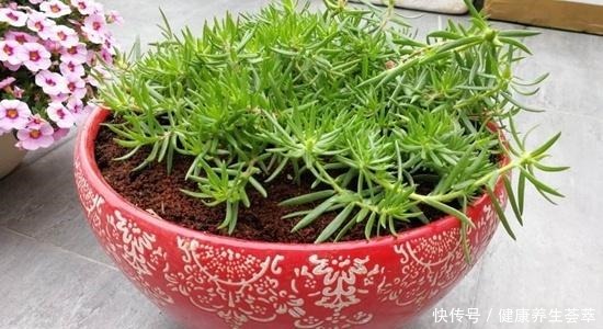 6种繁殖能力强的花草,掐根枝条插土里,好养易生根,一盆变多盆!