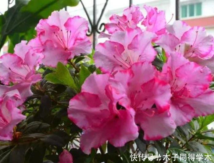 最香的4种花，家养一盆，满屋飘香，花开爆盆美如花