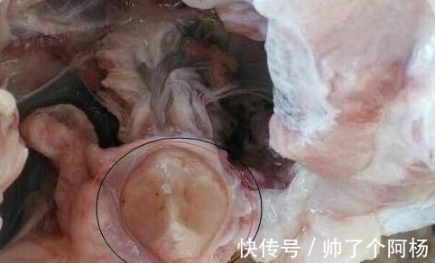 大鱼|农村小伙钓鱼钓到二十多斤大鱼,杀鱼时在体内发现了...