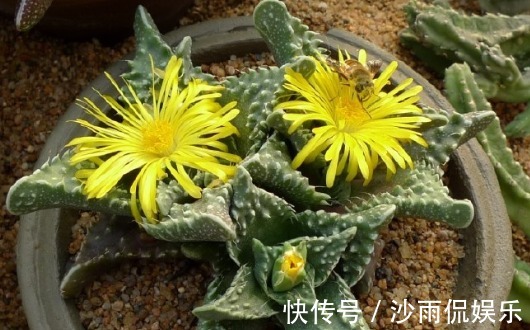 喜欢菊花不如养一盆“肉黄菊”,造型奇特,植株矮小适合盆栽养