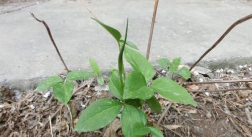  野草|这野草，农村常见，一斤却卖到了几百元，若再遇见，请重视