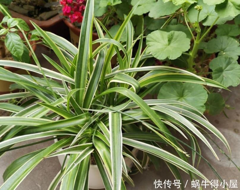 油绿|想让吊兰爆盆？容易！这么养护，叶子油绿养眼，年年疯长不停