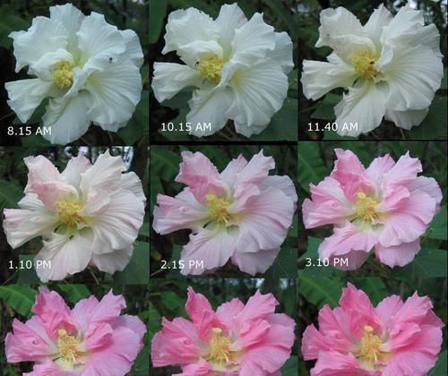 养花就养这几盆,天天变颜色,从早到晚变不停,眼花缭乱看不够