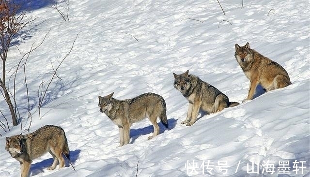 候选人|华为董事长选举投票遇冷，任正非讲了一个故事，下午全票通过