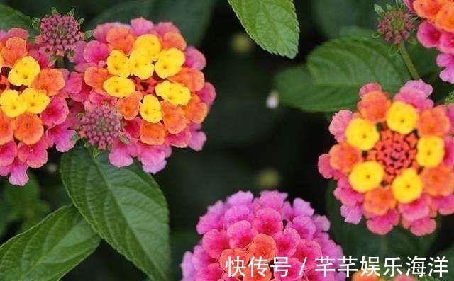 蔬菜水果|家里万万不要养这几种花,放一盆都会对身体不好,聪明人都懂避开