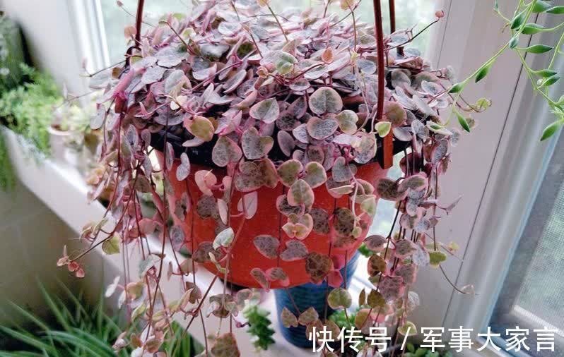 多肉|多肉爱之蔓,花名唯美,寓意浪漫,垂盆生长很文艺