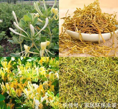 家里有条件养这3种花，开花漂亮价值高，一克就能几百元