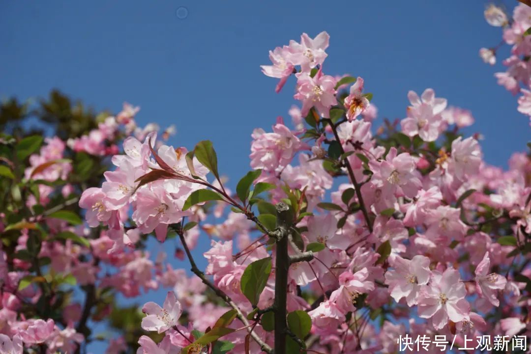 桃花？海棠花？大家一起来看看