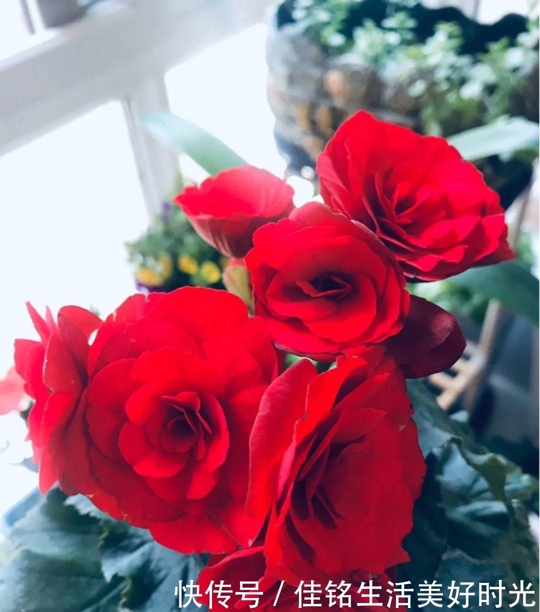 8种花夏天太容易死,现在赶紧扦插,死了也不心疼