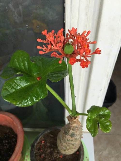  萝卜|1种植物，人称“萝卜树”，开出“珊瑚花”，一年四季花不断