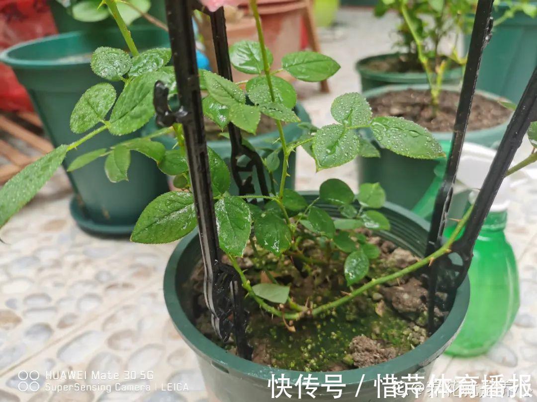 9个开花劳模,施肥不能停,不然越养越差劲