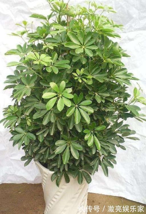 修剪|家养“招财树”，一根孤零零一刀修剪，枝繁叶茂，财源广进
