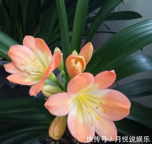 此种“好东西”,给君子兰“喂1点”,冒出“大花苞”,花期长!