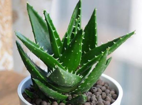 3种花养卧室,促进睡眠质量,植株漂亮上档次,一觉睡到自然醒