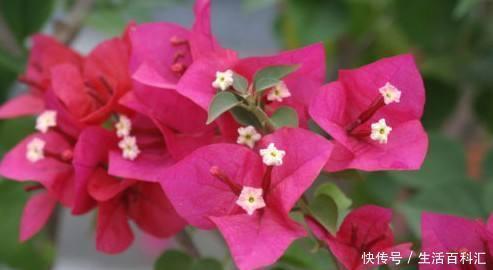 休眠|三角梅开花能力强,盆里埋点特制肥,夏天开出一片花墙