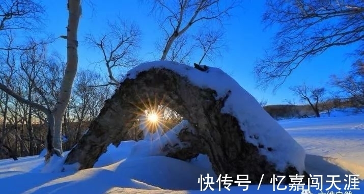 木材|世界上最硬的木材，比普通鋼鐵硬一倍，用作金屬的代用品！