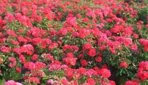 冷俊|3种花适合家里养，花大色美，开花勤快花期长，好养易活