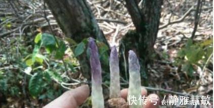 野生物|它的名字和外观好特别，当今拥有的价值很是不凡，碰到别采挖太多