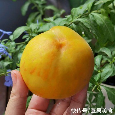 罐头|自制黄桃罐头，夏日清凉桃子香