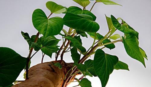 吃不完红薯,插水里就能活,增添乐趣还能食用